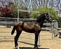 black-ialha-colt