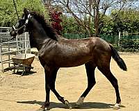 black-ialha-horse