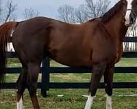 chestnut-ranch-versa-horse