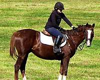 ottbs-for-sale-thoroughbred-horse