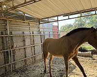 andalusian-horse-for-sale