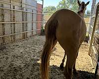 andalusian-horse