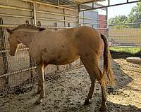 isabelo-andalusian-filly