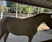 andalusian-horse-for-sale