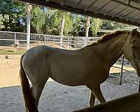 andalusian-filly