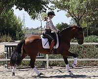 andalusian-horse-for-sale