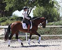 dressage-gelding