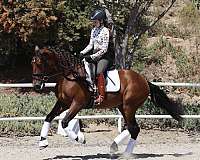 equitation-gelding