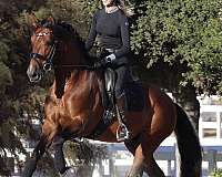 equitation-horse