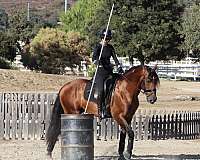 working-equitation-gelding