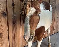 miniature-horse