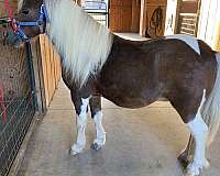 breeding-miniature-horse