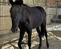 black-isabelo-andalusian-mare