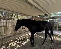 black-isabelo-ialha-horse