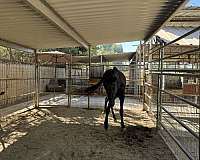 black-isabelo-mare-for-sale