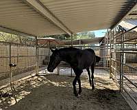 black-isabelo-andalusian-horse