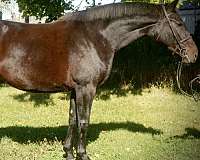 brown-star-right-hind-sock-horse