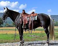 family-rocky-mountain-horse