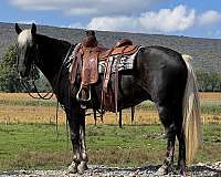 trail-rocky-mountain-horse