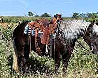 husband-safe-rocky-mountain-horse