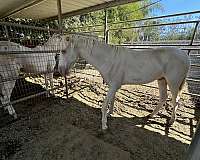 andalusian-horse