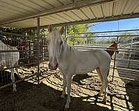 andalusian-horse-for-sale