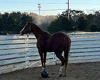 thoroughbred-horse-for-sale