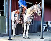 leopard-horse