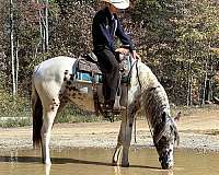 flashy-appaloosa-horse