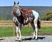 family-appaloosa-horse