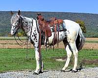 trail-appaloosa-horse