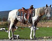 husband-safe-appaloosa-horse