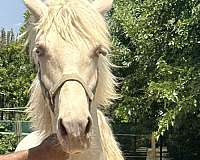 isabelo-andalusian-palomino-colt-yearling