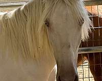 cremello-andalusian-palomino-colt-yearling