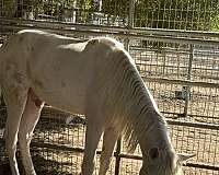 palomino-andalusian-colt-yearling