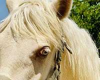 perlino-andalusian-palomino-colt-yearling