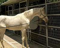 cremello-ialha-colt-yearling