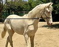 isabelo-ialha-colt-yearling