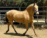 palomino-ialha-colt-yearling