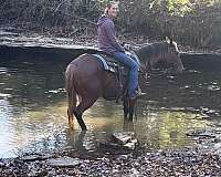 silb-appaloosa-gelding