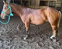 silb-flaxen-mane-horse