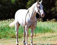 family-quarter-horse