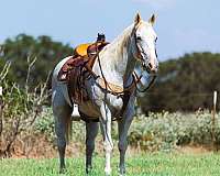 trail-quarter-horse