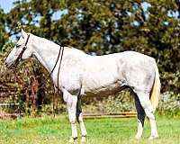 all-around-quarter-horse