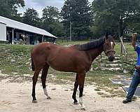 racehorse-thoroughbred-horse