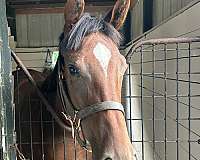 bay-thoroughbred-filly