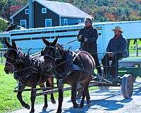 farm-work-mule