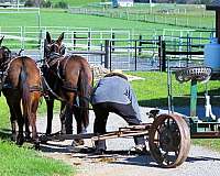 farm-work-mare