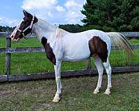 tobiano-see-pics-horse