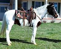 gaited-missouri-fox-trotter-horse